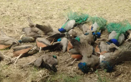 ವನ್ಯ ಜೀವಿಗಳ ಮೇಲೆ ಮಾನವನ ನಿರಂತರ ದಾಳಿ