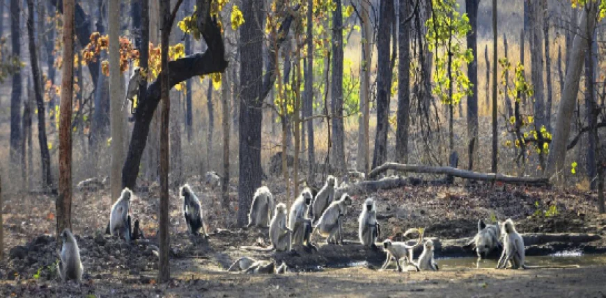ವನ್ಯ ಜೀವಿಗಳ ಮೇಲೆ ಮಾನವನ ನಿರಂತರ ದಾಳಿ