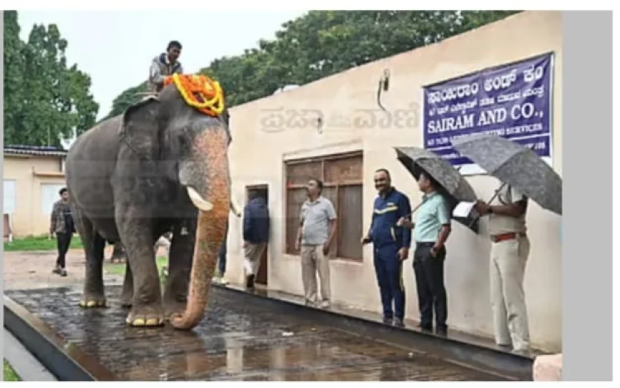 ದಸರಾ ಅಂಬಾರಿ ಆನೆ ಅಭಿಮನ್ಯುಗಿಂತ ಭೀಮನೇ ತೂಕದಲ್ಲಿ ಬಲಶಾಲಿ.