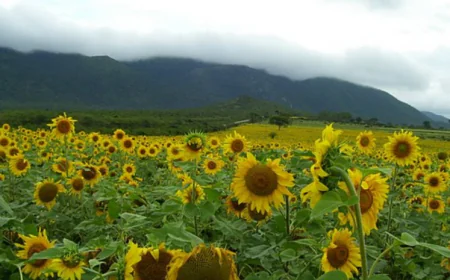 ಪ್ರವಾಸಿ ತಾಣವಾಗುತ್ತಿರುವ ಗುಂಡ್ಲುಪೇಟೆಯ ಸೂರ್ಯಕಾಂತಿ ತೋಟಗಳು