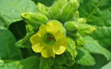 ತಂಬಾಕು ವಿಶ್ವವ್ಯಾಪಿಯಾಗಲು ಗ್ರಹಣಗಳೇ ಕಾರಣವಾದವು!