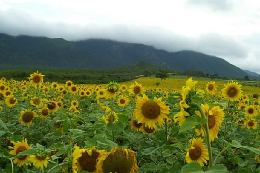 ಪ್ರವಾಸಿ ತಾಣವಾಗುತ್ತಿರುವ ಗುಂಡ್ಲುಪೇಟೆಯ ಸೂರ್ಯಕಾಂತಿ ತೋಟಗಳು