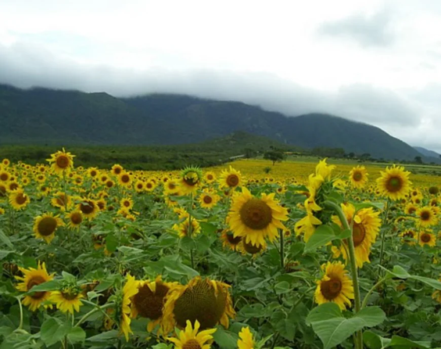 ಪ್ರವಾಸಿ ತಾಣವಾಗುತ್ತಿರುವ ಗುಂಡ್ಲುಪೇಟೆಯ ಸೂರ್ಯಕಾಂತಿ ತೋಟಗಳು