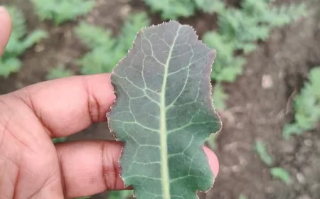 ಬಹುಪಯೋಗಿ ಈ ಸೊಪ್ಪುಹಕ್ಕರಕಿ-ಹತ್ತರಕಿ