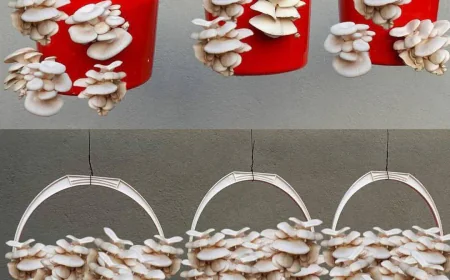 ಮನೆಯಲ್ಲಿ ಅಣಬೆ ಬೇಸಾಯ