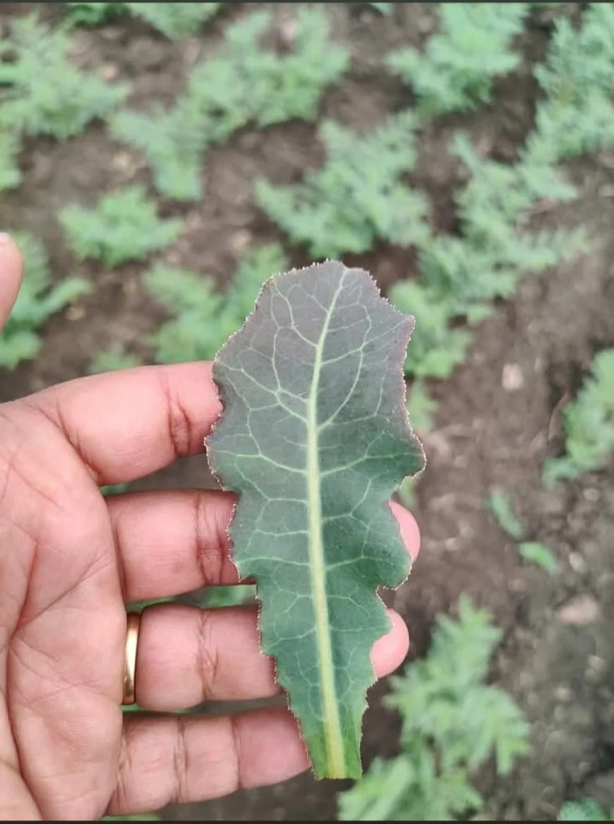 ಬಹುಪಯೋಗಿ ಈ ಸೊಪ್ಪುಹಕ್ಕರಕಿ-ಹತ್ತರಕಿ