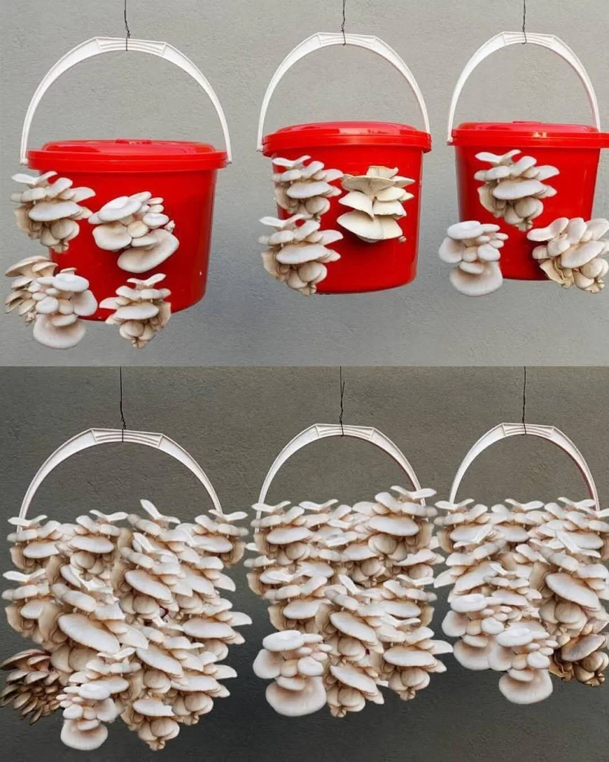 ಮನೆಯಲ್ಲಿ ಅಣಬೆ ಬೇಸಾಯ