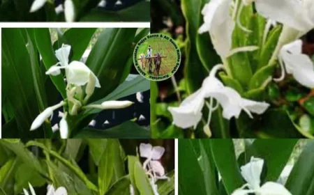 ಔಷಧೀಯ ಗುಣದ ಸೌಗಂಧಿಕಾ ಪುಷ್ಪ