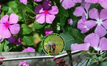 ರಕ್ತ ಕ್ಯಾನ್ಸರ್ ಗುಣ ಪಡಿಸುತ್ತೆ ಈ ನಿತ್ಯ ಪುಷ್ಪ, ಬಳಸೋದು ಹೇಗೆ?