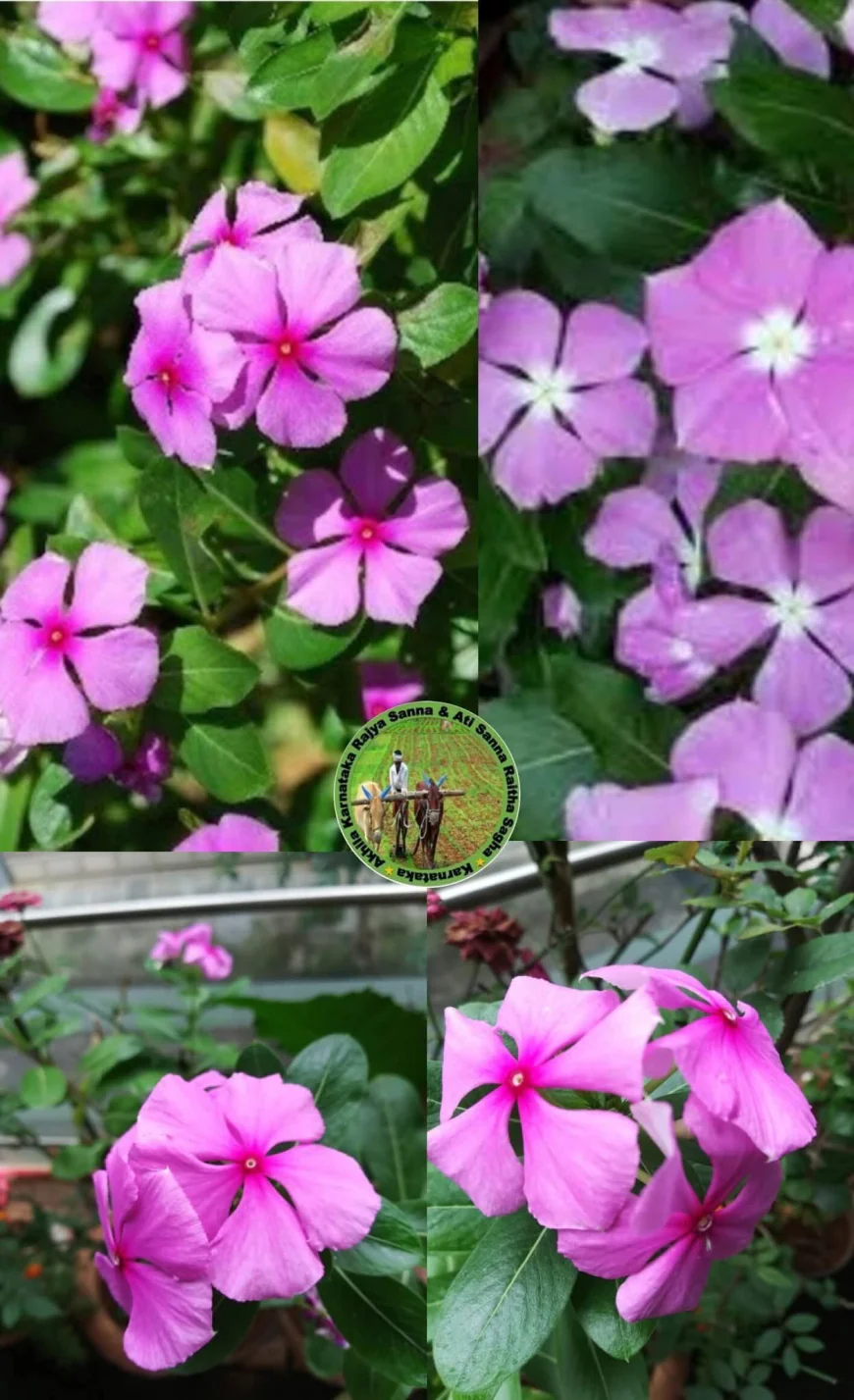 ರಕ್ತ ಕ್ಯಾನ್ಸರ್ ಗುಣ ಪಡಿಸುತ್ತೆ ಈ ನಿತ್ಯ ಪುಷ್ಪ, ಬಳಸೋದು ಹೇಗೆ?